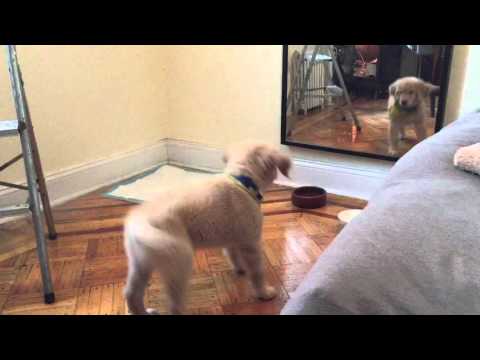 Golden Retriever Puppy Sees Its Reflection For The First Time, Tries To Make Friends With Itself