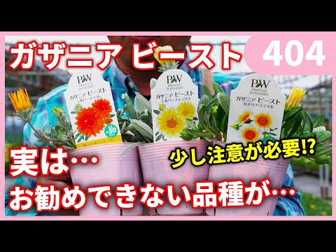 ガザニア、真昼の金 植物