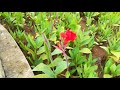 Hiranandani Powai Gardening Red Flowers Bushes In Gardens