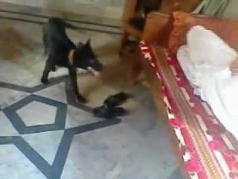 safaqat awan ka dog in oman