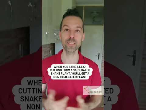 Snake Plant Propagation UPDATE (One Year Later...)