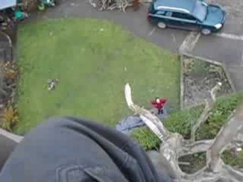 tree climbing in talacre