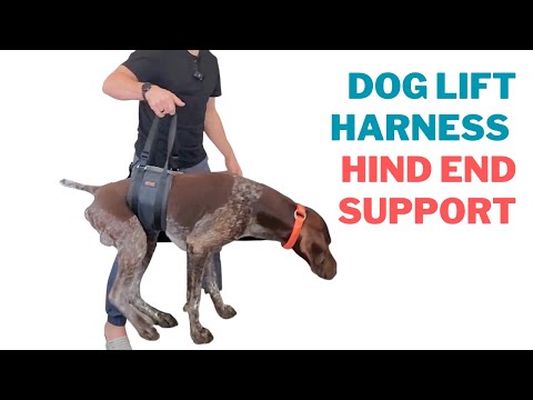 How to Use a Dog Lift Harness