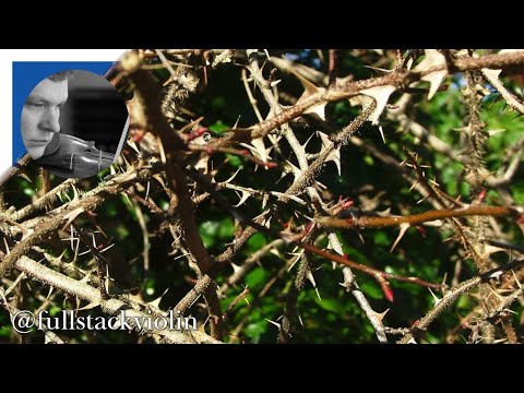 Mastering polyphonic passages on the violin