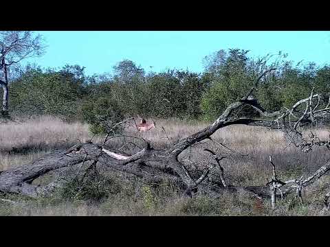 Djuma: Three Impala rams - 07:58 - 06/13/2022