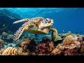 12 Hours Of Stunning Aquarium Relax Music Beautiful Aquarium Coral Reef Fish Relaxing Ocean Fish 1