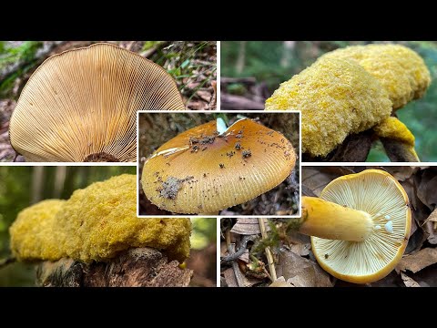 Pilze im Juli | 31.07.2022 | Einige letzte schöne Funde im Juli | Milchbrätling, Hexenbutter & mehr