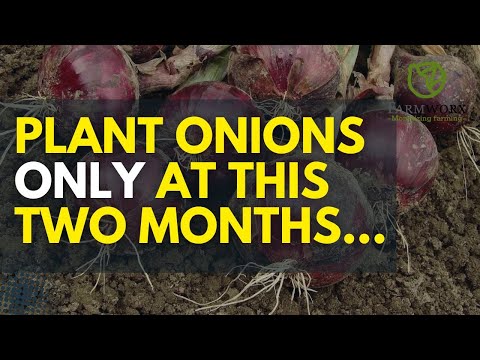 Bulb Onions Farming In Kenya Best Onion Fertilization Schedule 2025