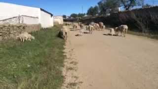 preview picture of video 'Encountering Spanish Sheep'