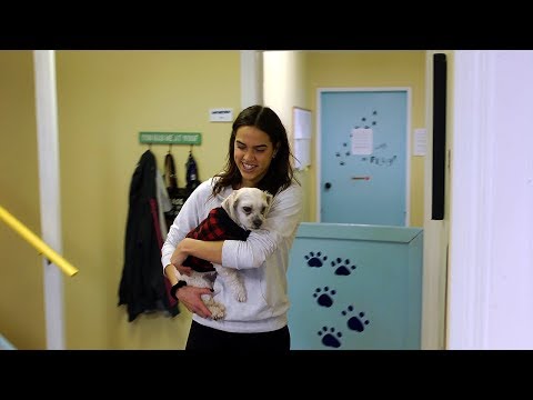 Occupational Video - Animal Care Attendant