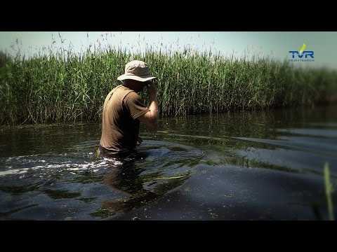 Darz Bór odc. 104 - Ganiamy gęsi Gęgawy po Kiszkowskich stawach cz. 2
