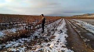 EL INVIERNO EN LAS VIÑAS DE SAN ADRIÁN