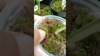 Download lagu JANDA BOLONG JEPANG #shorts #tanamanhias #tanaman #jandabolong #jepang #variegatedplants #viral mp3