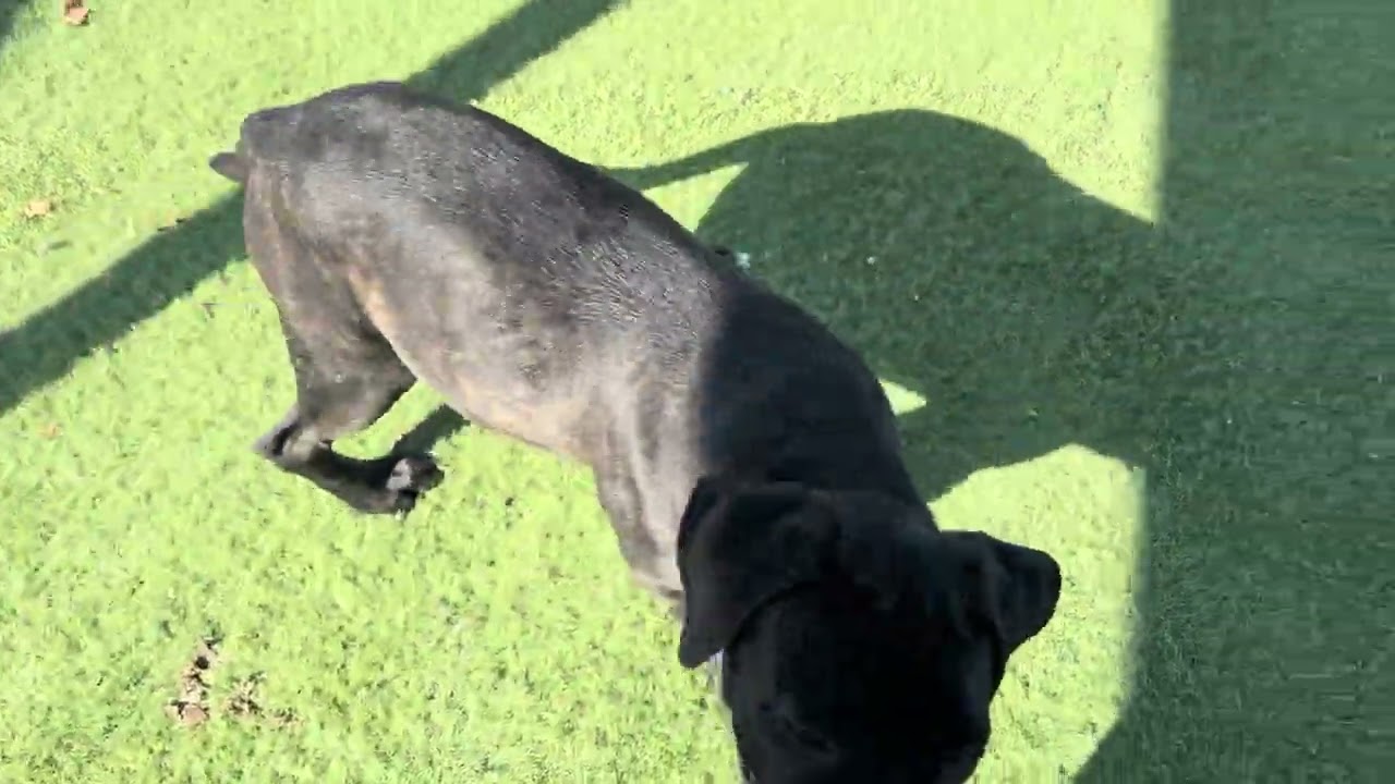 Enlarge BARBIE, a Adoptable mixed breed in Wasco, CA video 6/6