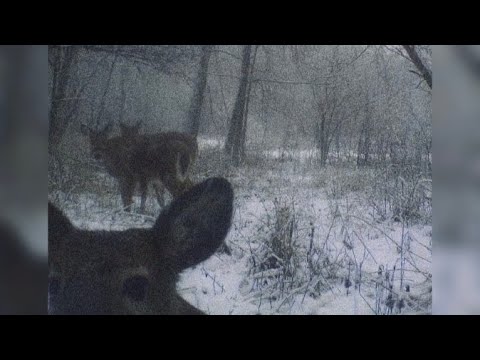 [FREE] Sad Bones Type Beat "Lonely Hills" #bonestypebeat