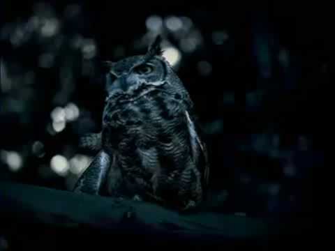 100 Jahre Audi (25 Jahre quattro)  v1