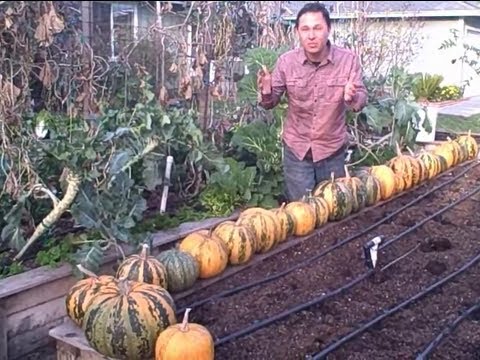 , title : 'Grow 216 Pounds of Kakai Pumpkins in 15 Square Feet of Space'