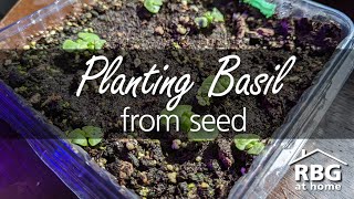 Urban Gardening: Planting Basil from Seed Indoors
