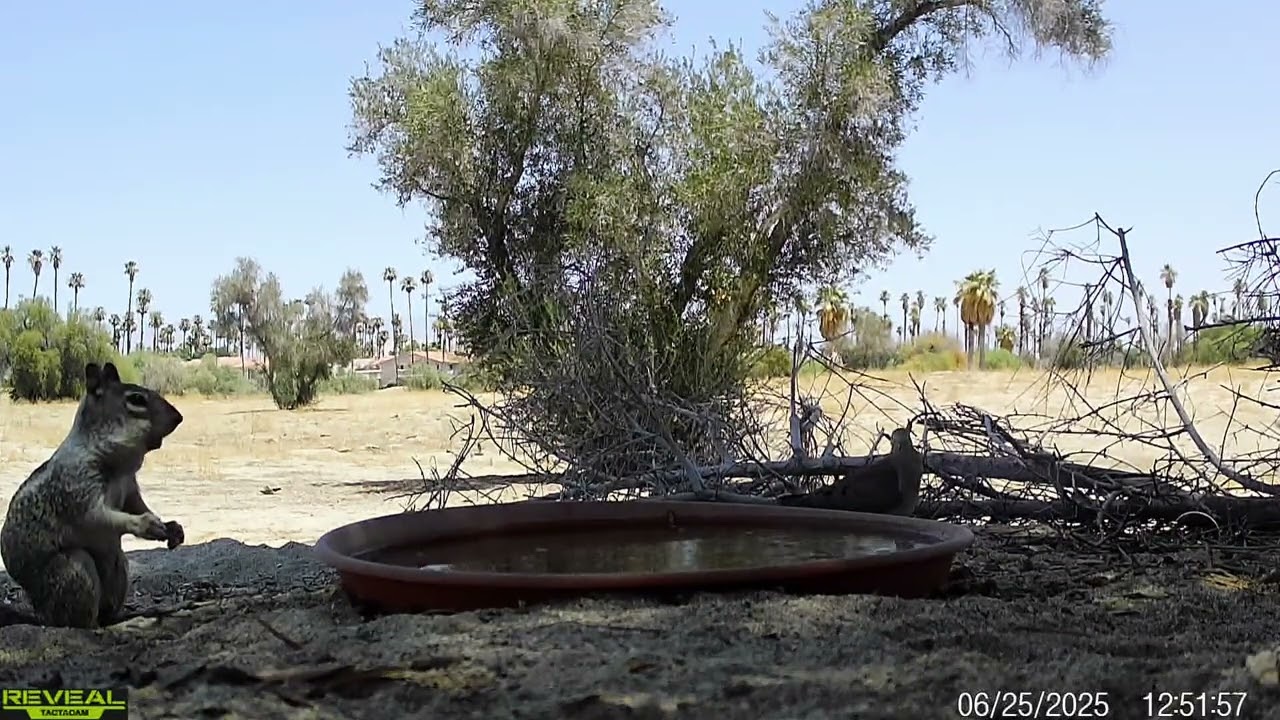 S3E47: Squirrel life at the water saucer