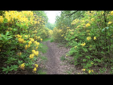 Fragrant Rhododendron luteum Pathway