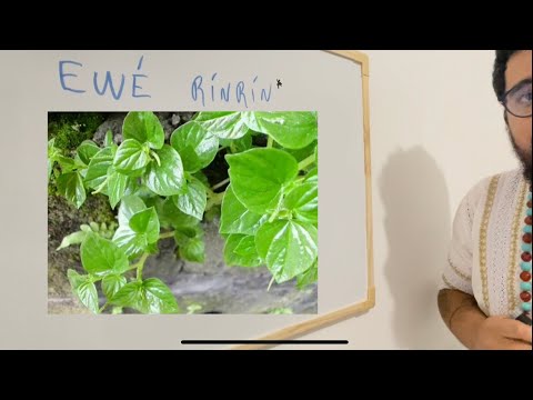 EWÉ RÍNRÍN (ORIRI) - AULA COMPLETA