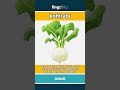 kohlrabi - a round vegetable that is p... video thumbnail