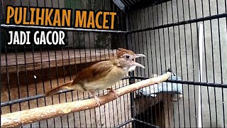 Download lagu KAPAS TEMBAK GACOR || CEPAT PULIHKAN KAPAS TEMBAK MACET JADI BUNYI mp3 Download lagu KAPAS TEMBAK GACOR || CEPAT PULIHKAN KAPAS TEMBAK MACET JADI BUNYI mp3