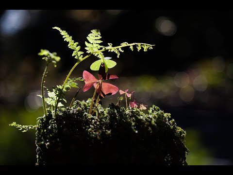 SCHUMANN'S PRELUDE 2017