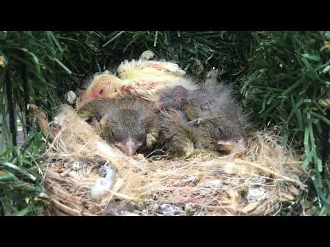 Breeding greenfinches
