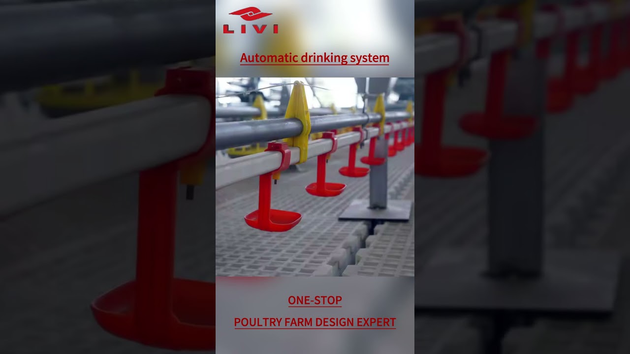 Automatic Chicken Deep Litter System | Poultry Flooring Equipment