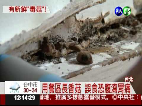 牆壁太潮濕! 速食店長出毒香菇