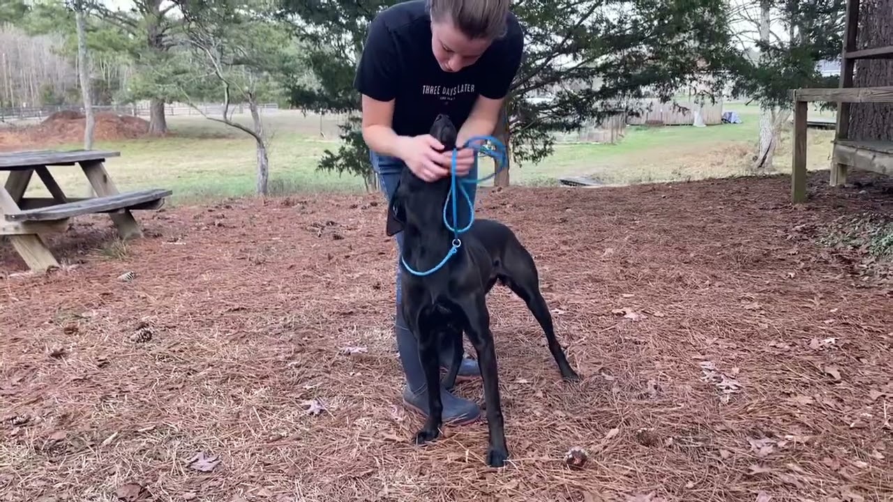 Belle #27, an adopted mixed breed in Killingworth, CT video 5/6