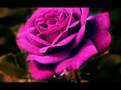 Zekerijah Đezić - Mislio sam svaki dan (tamburice)