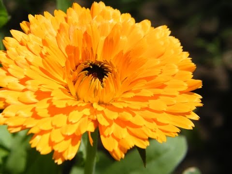 Календула (Calendula): выращивание цветов, сорта