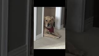 Creepy Stanley#puppy #cutedogs #funny #memes #creep