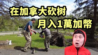 [閒聊] 法環黃金樹被吹倒處理一次要多少錢