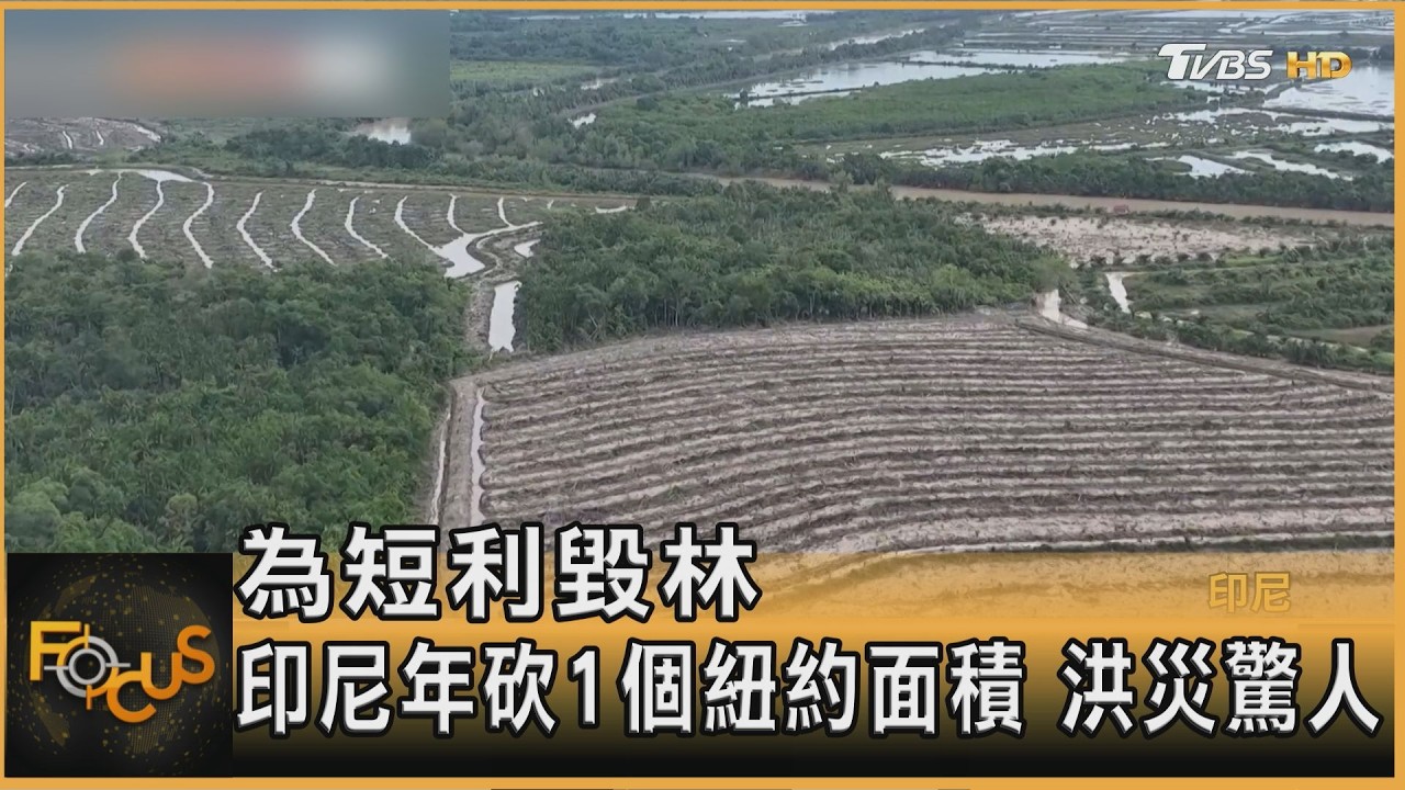 為短利毀林 印尼年砍1個紐約面積 洪災驚人