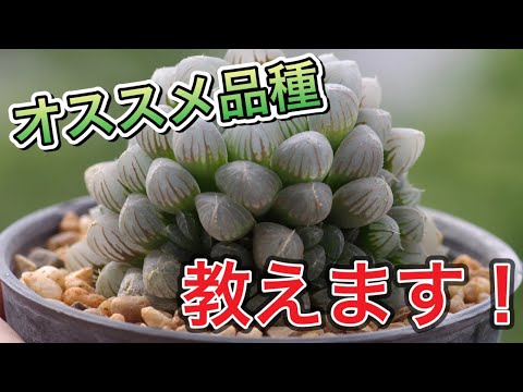 ハオルチアについて詳しく解説