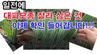 일전에 대파모종 잘라 심은 것, 이제 확인 들어갑니다.(대파 재배, 대파 심기, 대파 모종 심기, 파모종 심…