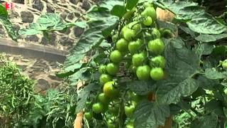 Gärten für alle - In Andernacher Gärten dürfen sich Bürger bedienen