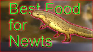 Best Food for Newts