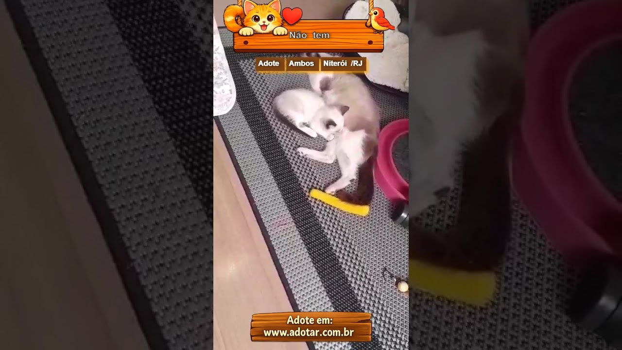 Gato raça SRD-ViraLata idade 2 a 6 meses nome Sem nome
