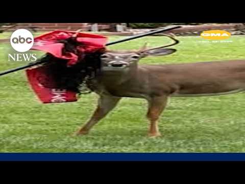 New Jerseyans rally to help deer with debris on antlers