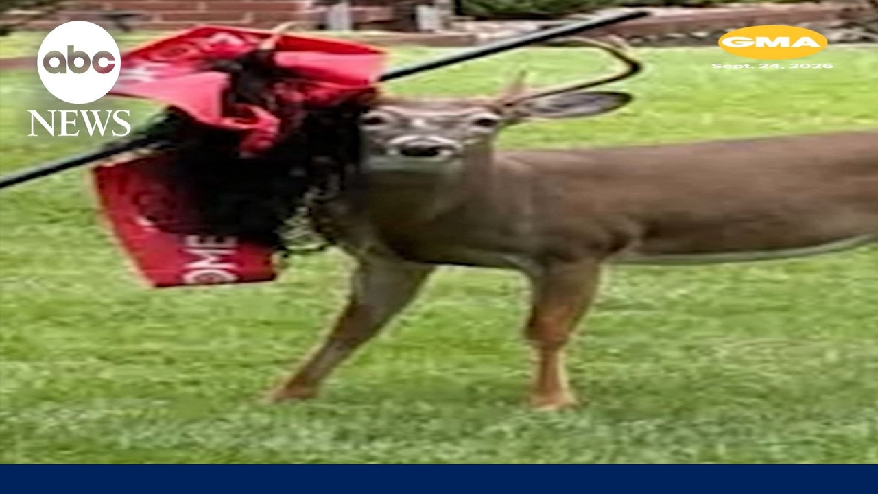 Video: Midland Park residents track buck with pole and netting on antlers