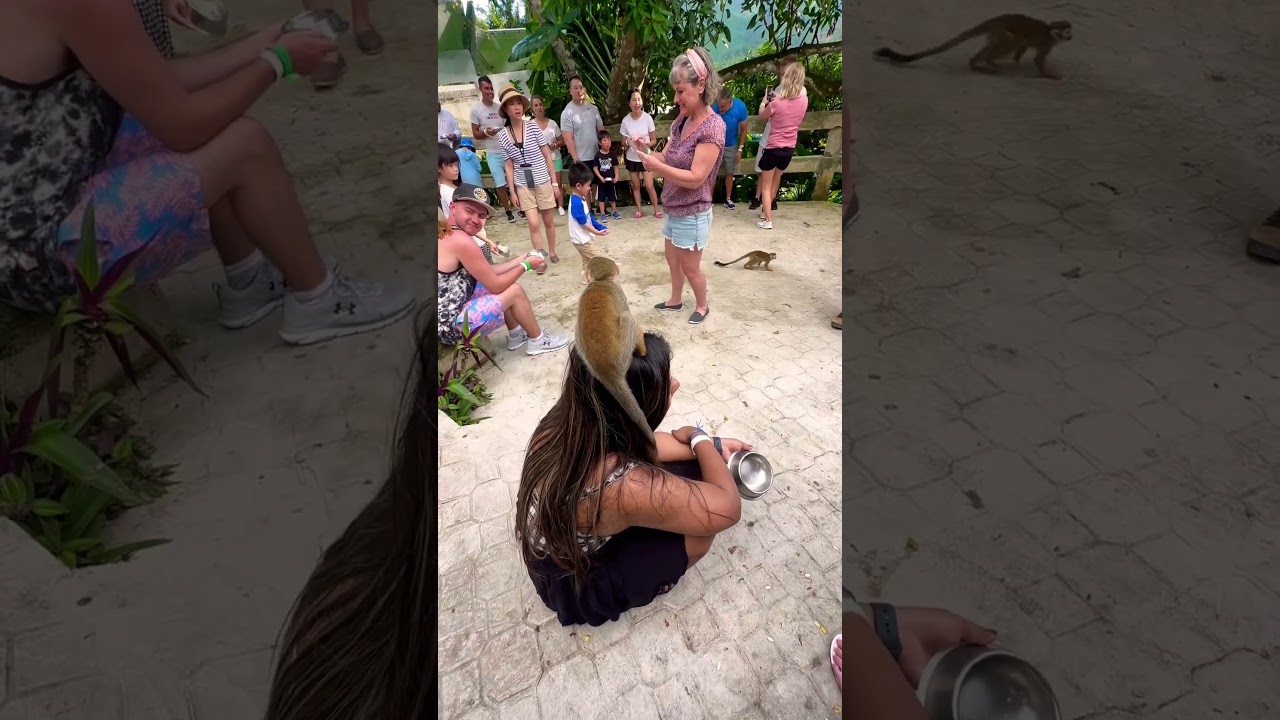 Monkey 🐒 #mermaidlove #youtube #cute #youtuber #funny #love #tiktok #video #cutebaby #reels