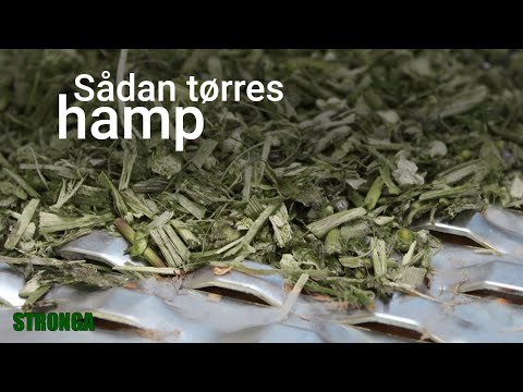 Høst, tørring og udvinding af hamp | Tørring af hamp efter høst med Stronga