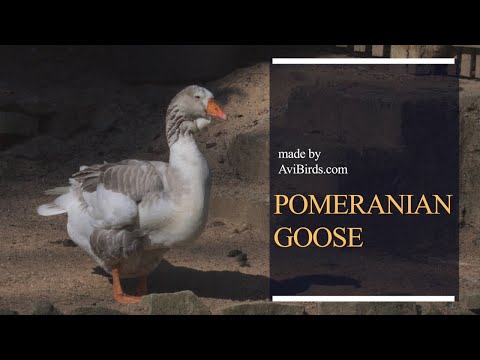 , title : 'Pomeranian Goose / Rügener goose'