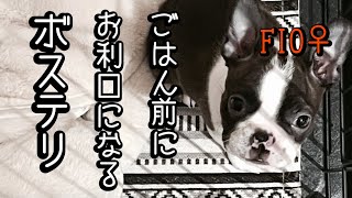 ごはんのおねだりが上手なフィオ｜ボストンテリア