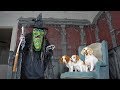 Dogs Vs Giant Witch Prank Funny Dogs Maymo Penny Potpie
