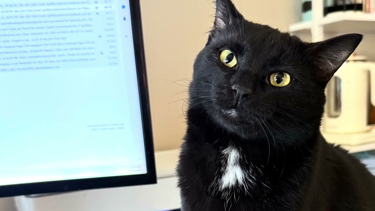 Hugo, a Adoptable Domestic Short Hair in Huntsville, AL video 6/6
